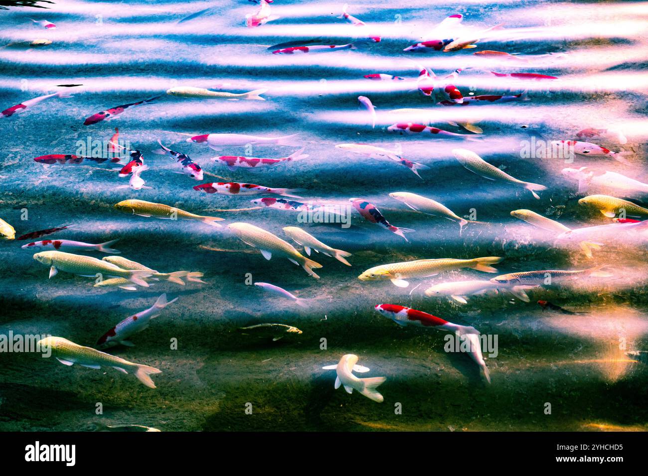 Laghetto di pesci Koi sereno con colori vivaci e riflessi Foto Stock