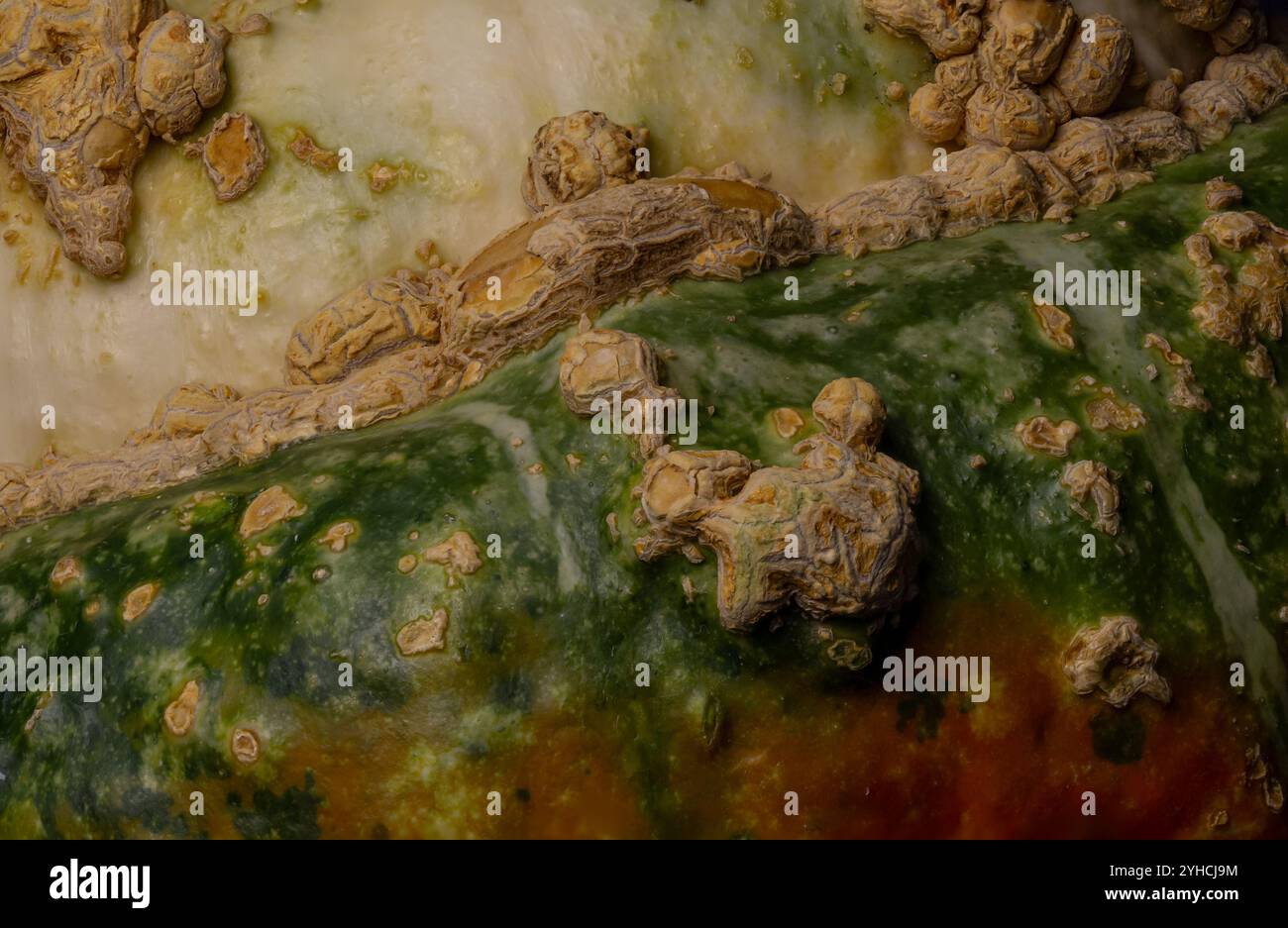 Zucca decorativa, turbante turco del Sultano, foto macro, frutta decorativa, colorata e impressionante, crescite spettacolari, decorazione di Halloween, sfondo Foto Stock