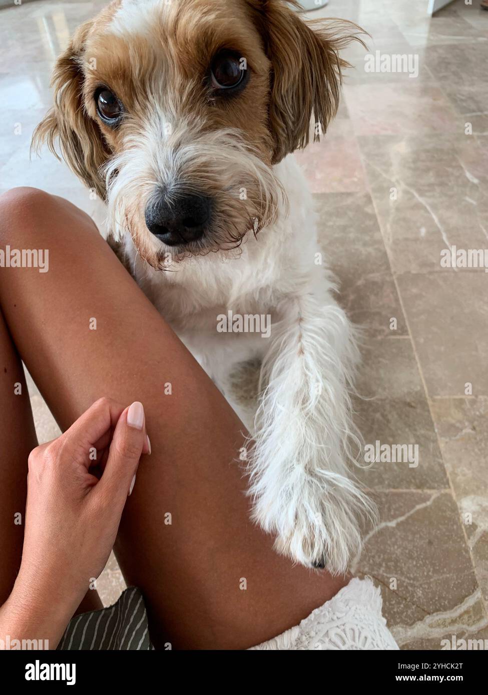 Cane carino con grandi occhi di cucciolo - Immagine stock catturata con smartphone