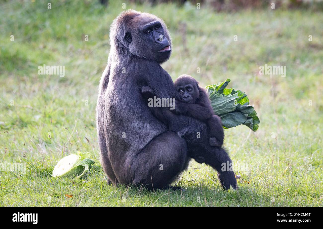 SOLO PER L'EDITORIALE Effie e baby Venus, gorilla di pianura occidentale allo zoo di Londra, assapora una colazione a base di verdure e verdure della County Supplies, uno dei commercianti di prodotti freschi con sede al New Covent Garden Market, per celebrare il 50° anniversario del mercato all'ingrosso leader del Regno Unito. Data foto: Lunedì 11 novembre 2024. Foto Stock