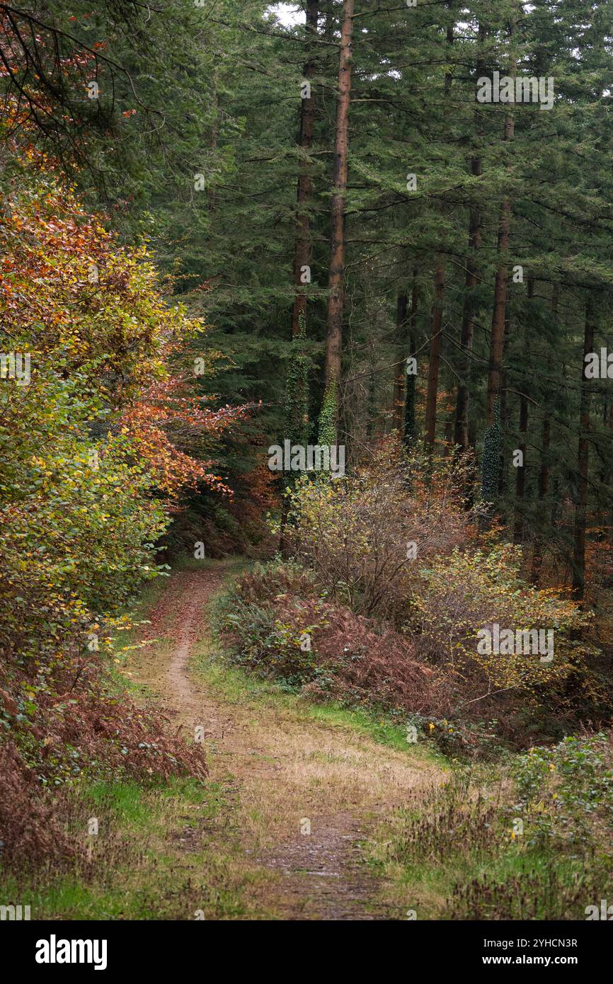 Percorso attraverso le splendide foreste autunnali Foto Stock