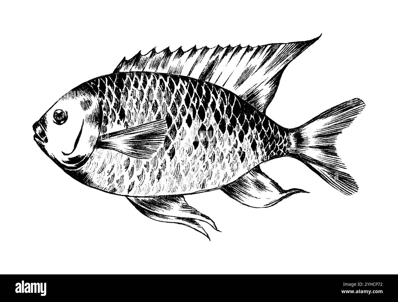 Disegno a inchiostro della damigella delle Canarie, Similiparma lurida Foto Stock