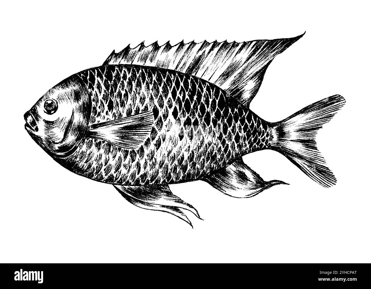 Disegno a inchiostro della damigella delle Canarie, Similiparma lurida Foto Stock