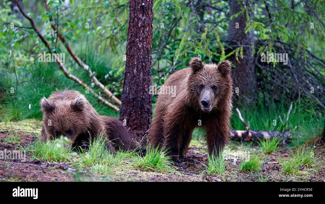 Orsi bruni nella foresta di Taiga in Finlandia Foto Stock