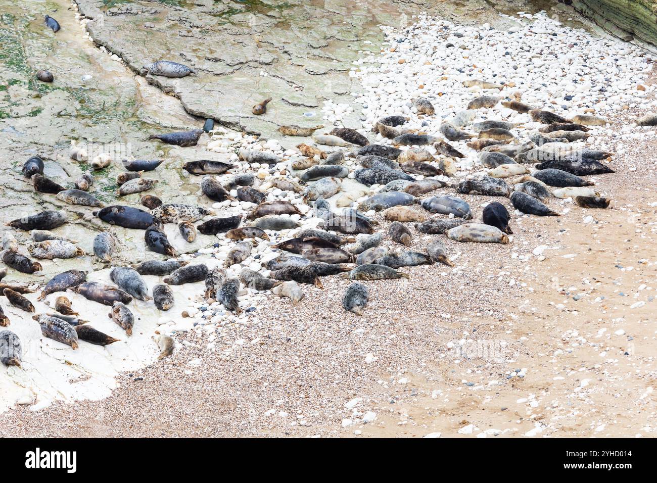 Atlantic Grey Seal, Hahchoerus grypus atlantic, colonia di Flamborough Head, Outer Headland Nature Reserve, ssi, Bridlington, East Yorkshire, Inghilterra Foto Stock