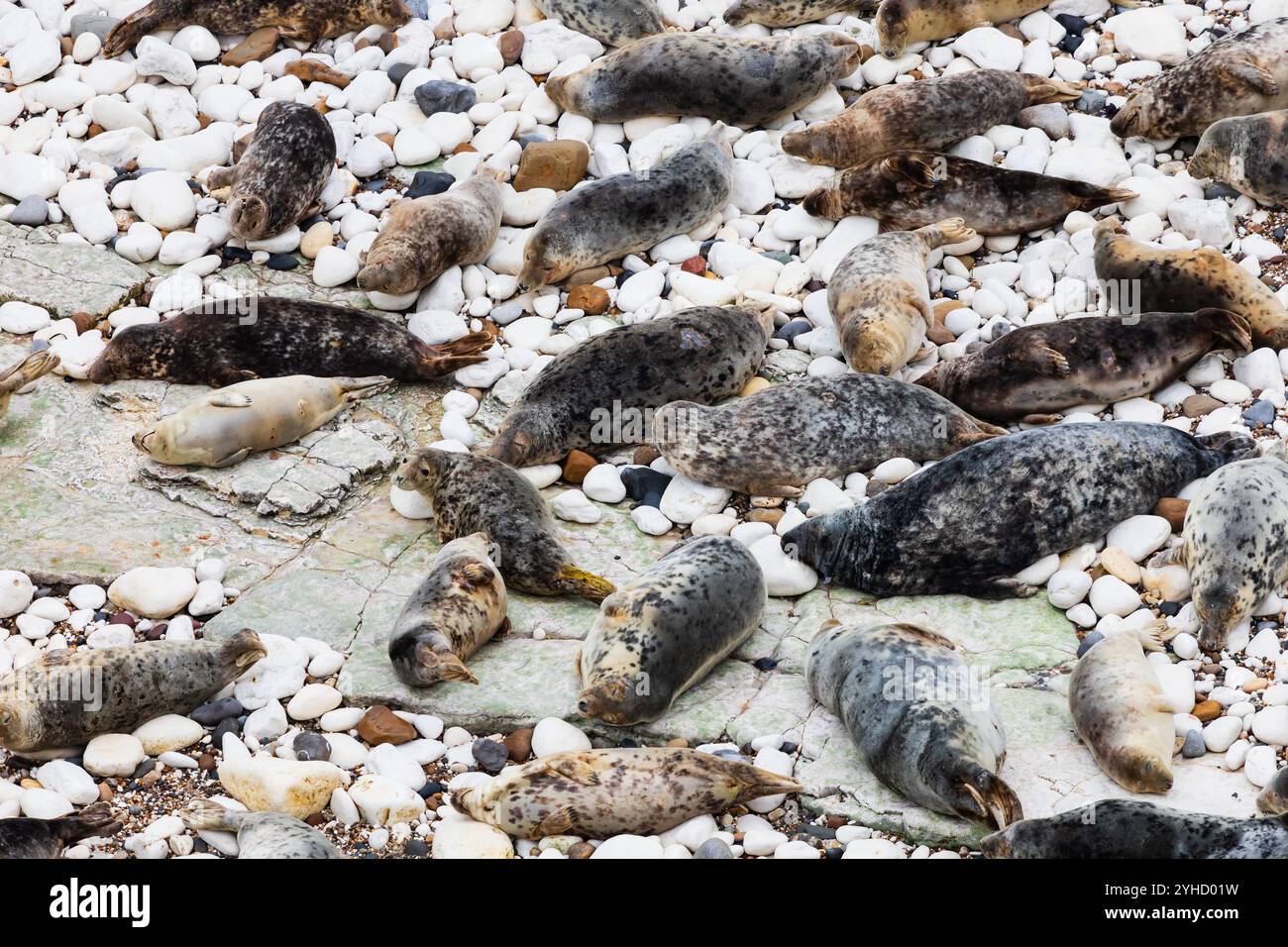 Atlantic Grey Seal, Hahchoerus grypus atlantic, colonia di Flamborough Head, Outer Headland Nature Reserve, ssi, Bridlington, East Yorkshire, Inghilterra Foto Stock