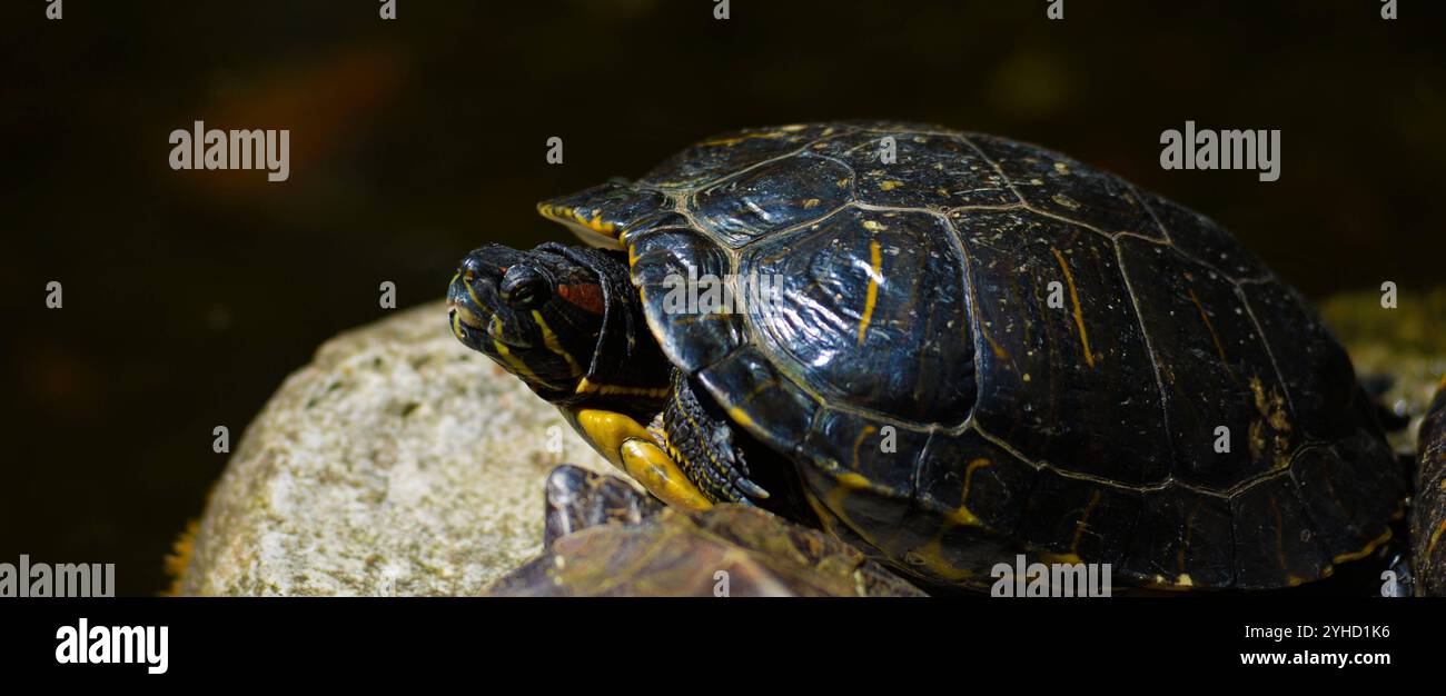 Singapore 11/11/2024 . Settanta esperti che si sono riuniti a Singapore per il laboratorio sulla conservazione delle tartarughe asiatiche e delle tartarughe d'acqua dolce per valutare lo stato attuale di queste specie in Asia hanno scoperto che la stragrande maggioranza di esse sta per estinguersi in natura, e molto poco è stato fatto per affrontare il problema. L'incontro ha riferito che il commercio illegale e insostenibile era la più grande minaccia per la sopravvivenza di questo gruppo di specie altamente minacciato e ha scoperto che le leggi e le convenzioni in vigore per proteggere questi animali semplicemente non venivano applicate. Tra le tartarughe e le tartarughe d'acqua dolce Foto Stock