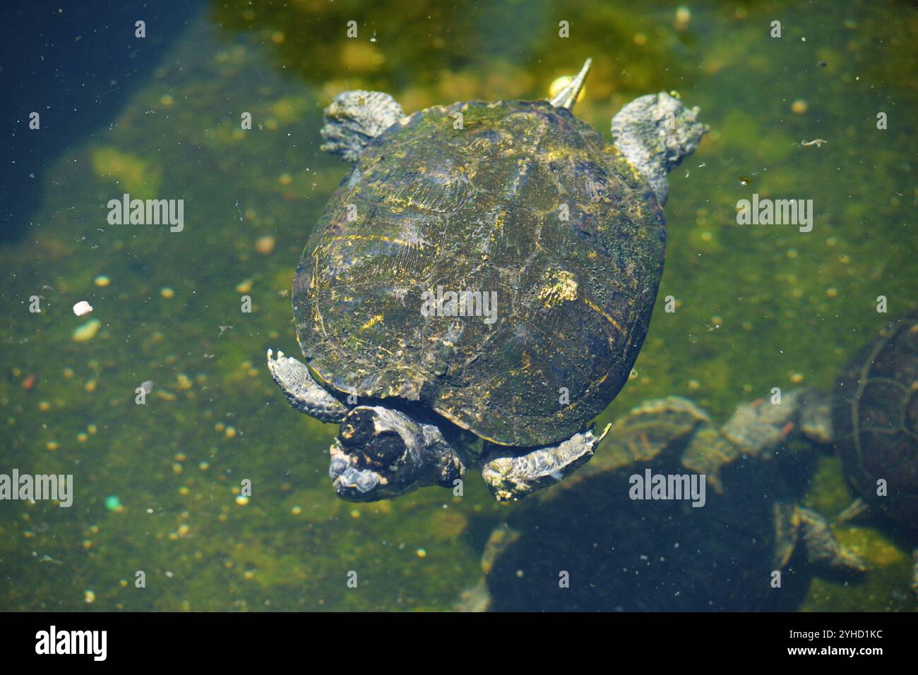 Singapore 11/11/2024 . Settanta esperti che si sono riuniti a Singapore per il laboratorio sulla conservazione delle tartarughe asiatiche e delle tartarughe d'acqua dolce per valutare lo stato attuale di queste specie in Asia hanno scoperto che la stragrande maggioranza di esse sta per estinguersi in natura, e molto poco è stato fatto per affrontare il problema. L'incontro ha riferito che il commercio illegale e insostenibile era la più grande minaccia per la sopravvivenza di questo gruppo di specie altamente minacciato e ha scoperto che le leggi e le convenzioni in vigore per proteggere questi animali semplicemente non venivano applicate. Tra le tartarughe e le tartarughe d'acqua dolce Foto Stock