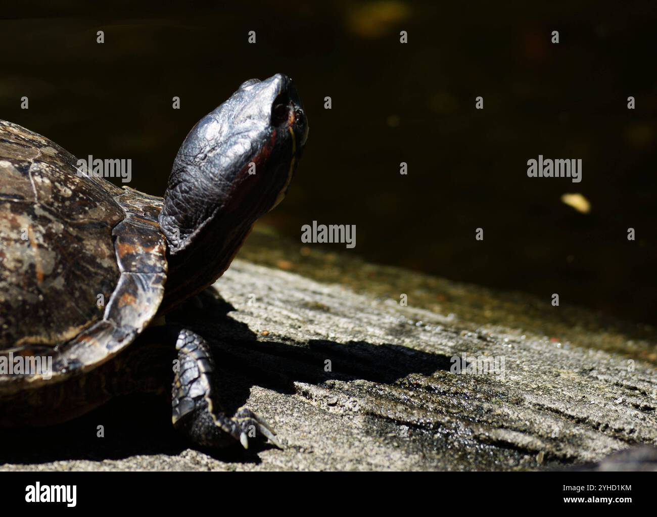 Singapore 11/11/2024 . Settanta esperti che si sono riuniti a Singapore per il laboratorio sulla conservazione delle tartarughe asiatiche e delle tartarughe d'acqua dolce per valutare lo stato attuale di queste specie in Asia hanno scoperto che la stragrande maggioranza di esse sta per estinguersi in natura, e molto poco è stato fatto per affrontare il problema. L'incontro ha riferito che il commercio illegale e insostenibile era la più grande minaccia per la sopravvivenza di questo gruppo di specie altamente minacciato e ha scoperto che le leggi e le convenzioni in vigore per proteggere questi animali semplicemente non venivano applicate. Tra le tartarughe e le tartarughe d'acqua dolce Foto Stock