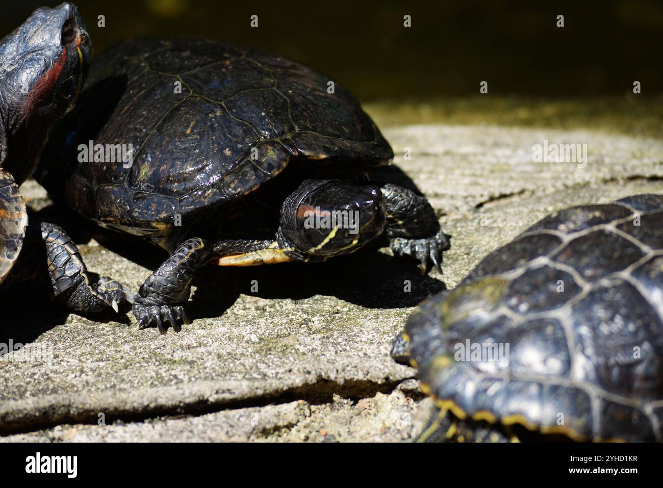 Singapore 11/11/2024 . Settanta esperti che si sono riuniti a Singapore per il laboratorio sulla conservazione delle tartarughe asiatiche e delle tartarughe d'acqua dolce per valutare lo stato attuale di queste specie in Asia hanno scoperto che la stragrande maggioranza di esse sta per estinguersi in natura, e molto poco è stato fatto per affrontare il problema. L'incontro ha riferito che il commercio illegale e insostenibile era la più grande minaccia per la sopravvivenza di questo gruppo di specie altamente minacciato e ha scoperto che le leggi e le convenzioni in vigore per proteggere questi animali semplicemente non venivano applicate. Tra le tartarughe e le tartarughe d'acqua dolce Foto Stock