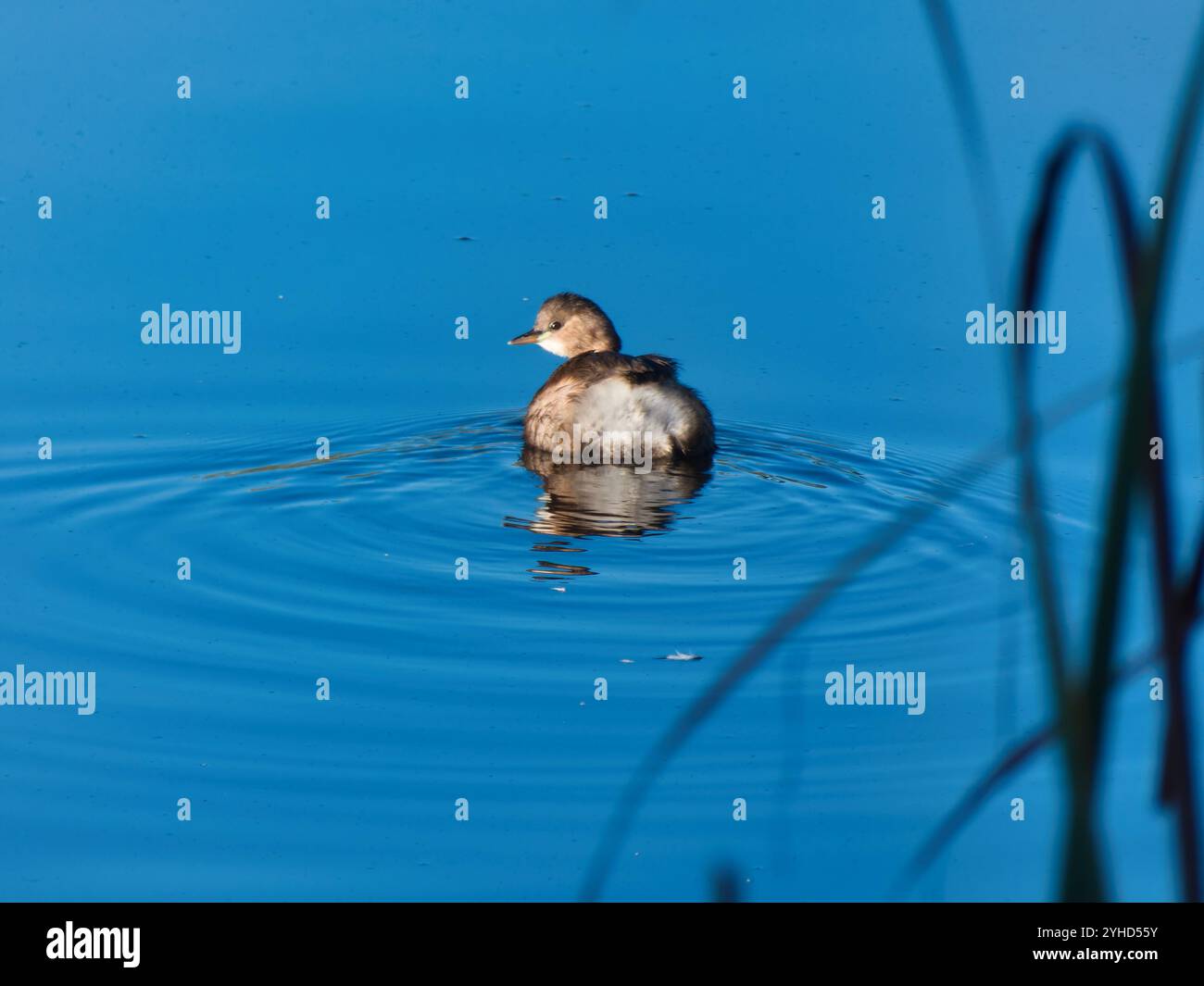 Little Grebe Tachybaptus ruficollis è una specie di piccolo uccello d'acqua della famiglia dei Podicipedidae. Foto Stock