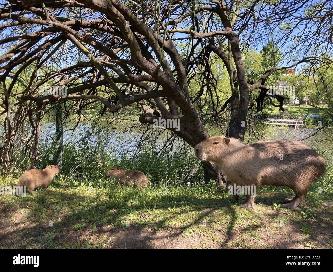 Capybara o capybara con giovani (Hydrochoerus hydrochaeris) liberi di vivere nella zona residenziale del delta settentrionale, Buenos Aires, Argentina, Sud Foto Stock