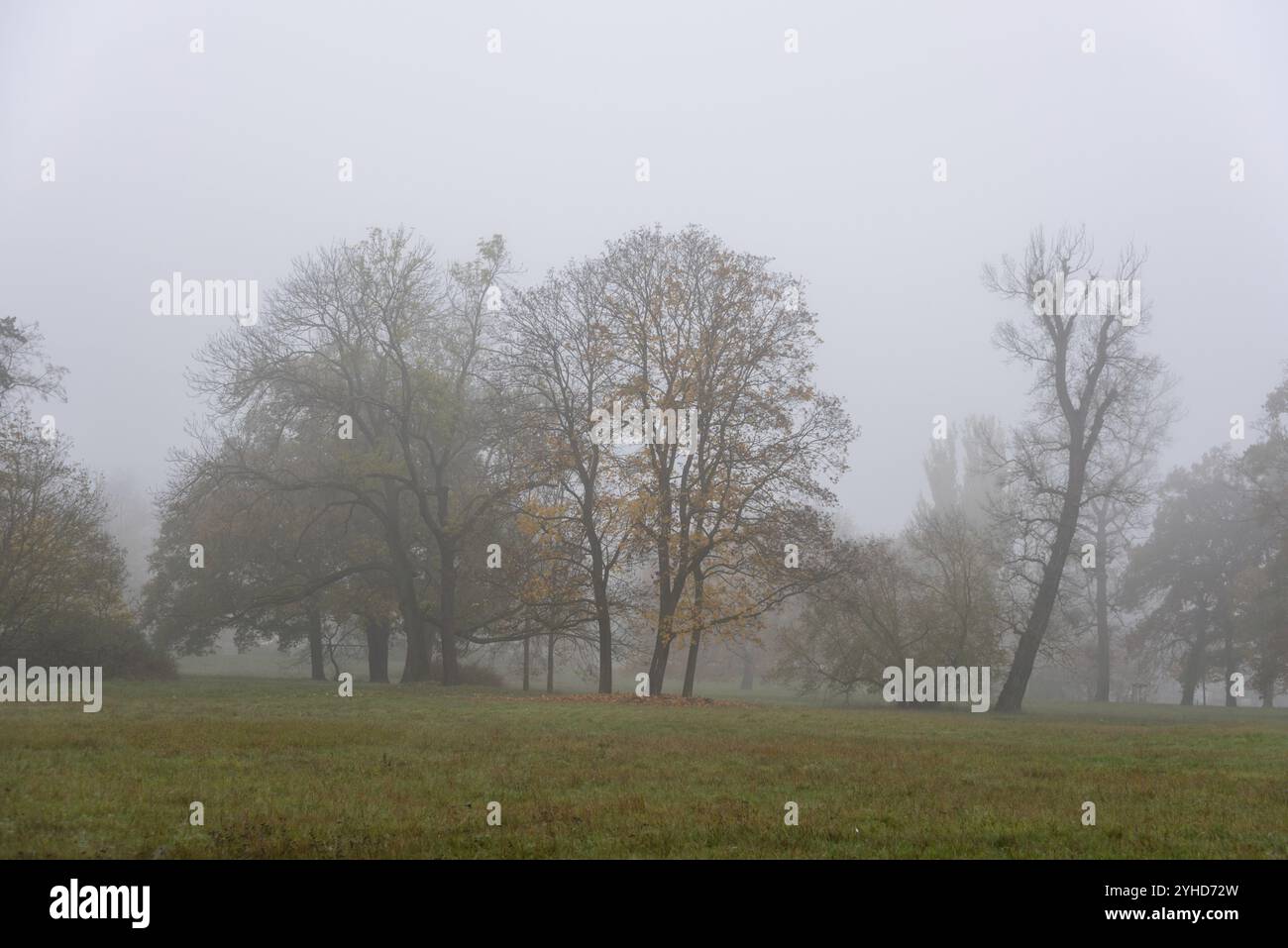 Diversi alberi in un prato nebbioso danno all'immagine un'atmosfera tranquilla, Magdeburgo, Sassonia-Anhalt, Germania, Europa Foto Stock