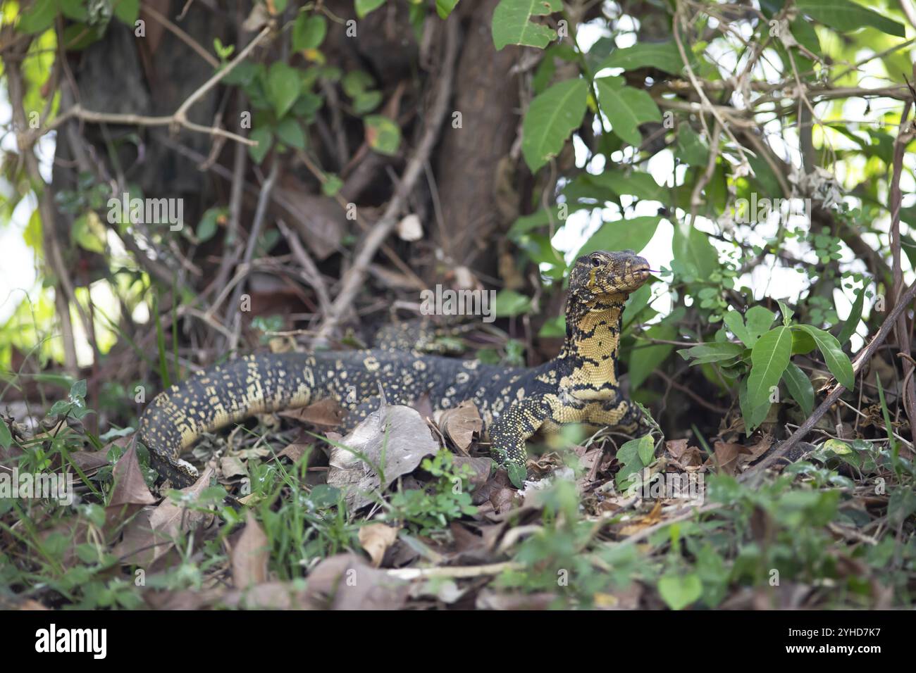 Lucertola a banda (Varanus salvator), Tissamaharama, provincia meridionale, Sri Lanka, Asia Foto Stock