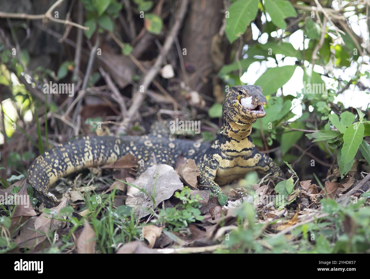 Lucertola a banda (Varanus salvator) mangiando un uovo di serpente, Tissamaharama, provincia meridionale, Sri Lanka, Asia Foto Stock