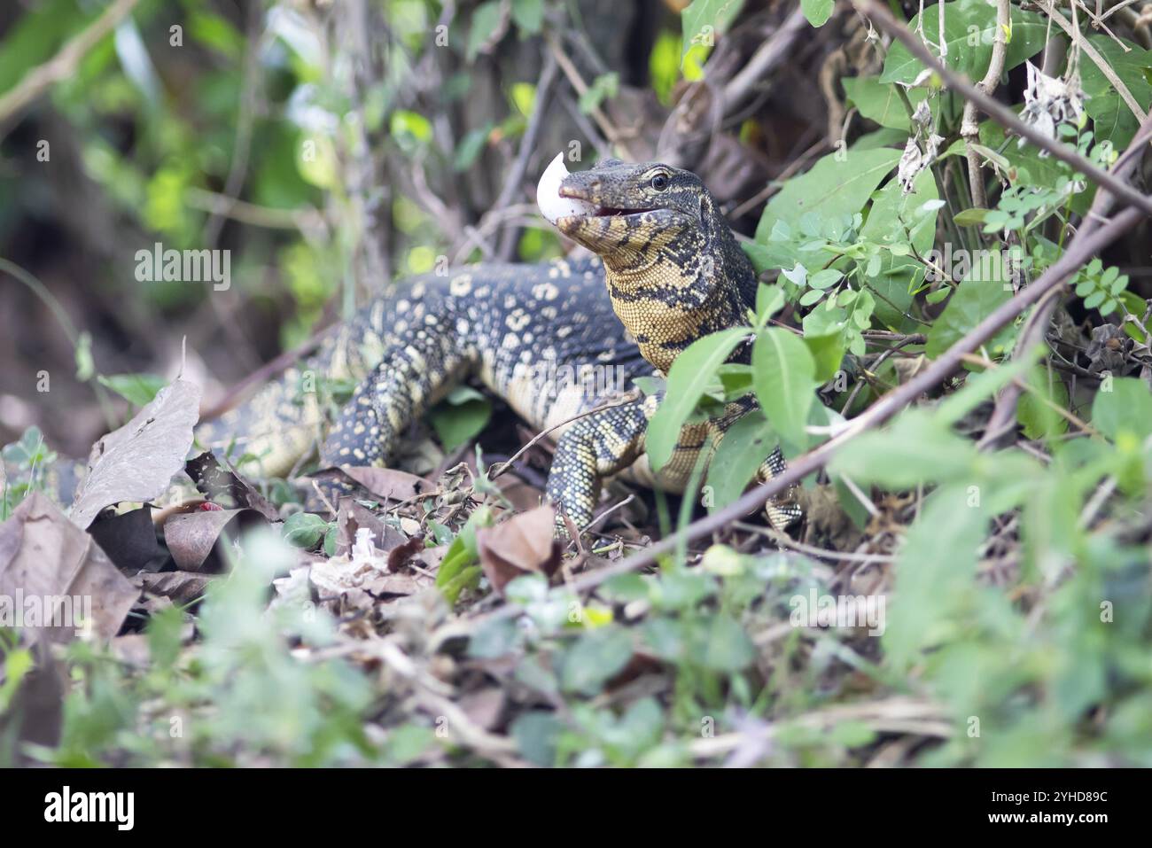 Lucertola a banda (Varanus salvator) mangiando un uovo di serpente, Tissamaharama, provincia meridionale, Sri Lanka, Asia Foto Stock