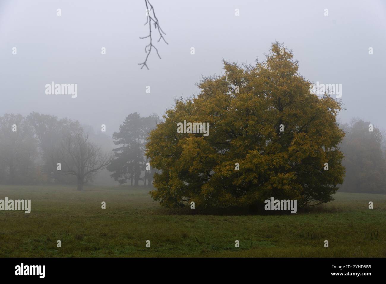 Un unico albero con foglie gialle in un prato nebbioso, atmosfera autunnale, Magdeburgo, Sassonia-Anhalt, Germania, Europa Foto Stock