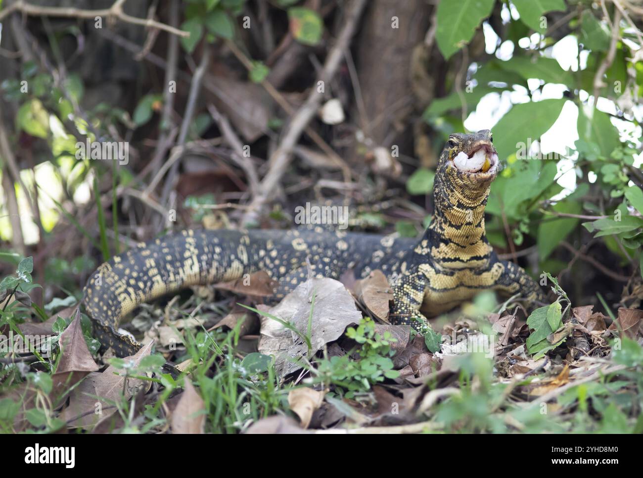 Lucertola a banda (Varanus salvator) mangiando un uovo di serpente, Tissamaharama, provincia meridionale, Sri Lanka, Asia Foto Stock