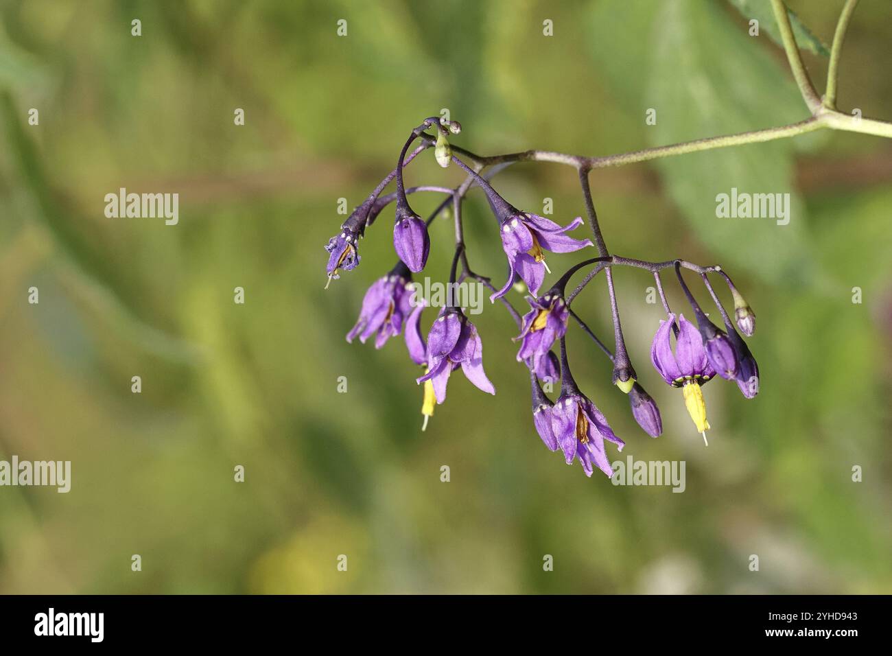 tonalità notte amara (Solanum dulcamara), tonalità notte amara, alghe blu, fiore viola, tonalità notte legnosa in fiore, pianta medicinale, medicinale noi Foto Stock