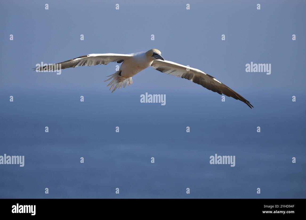 Gannet settentrionale (Morus bassanus) che vola vicino a Heligoland, Schleswig-Holstein, Germania, Europa Foto Stock