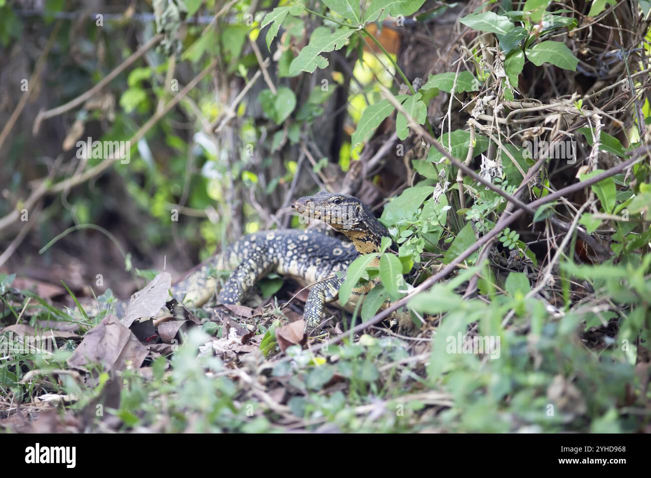Lucertola a banda (Varanus salvator), Tissamaharama, provincia meridionale, Sri Lanka, Asia Foto Stock