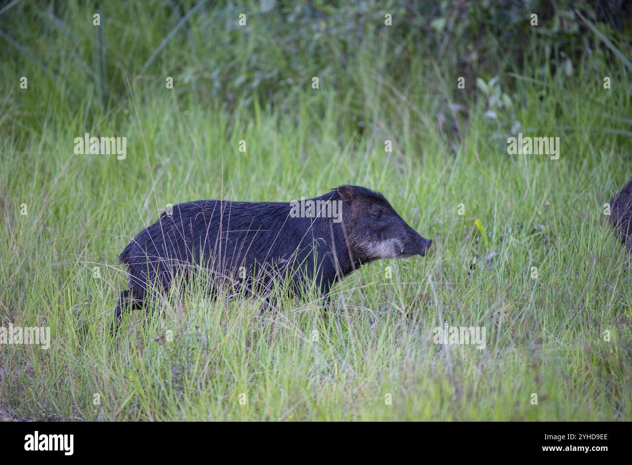 Peccary con barba bianca (Tayassu pecari) Pantanal Brasile Foto Stock