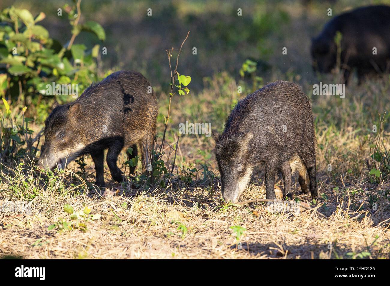 Peccary con barba bianca (Tayassu pecari) Pantanal Brasile Foto Stock