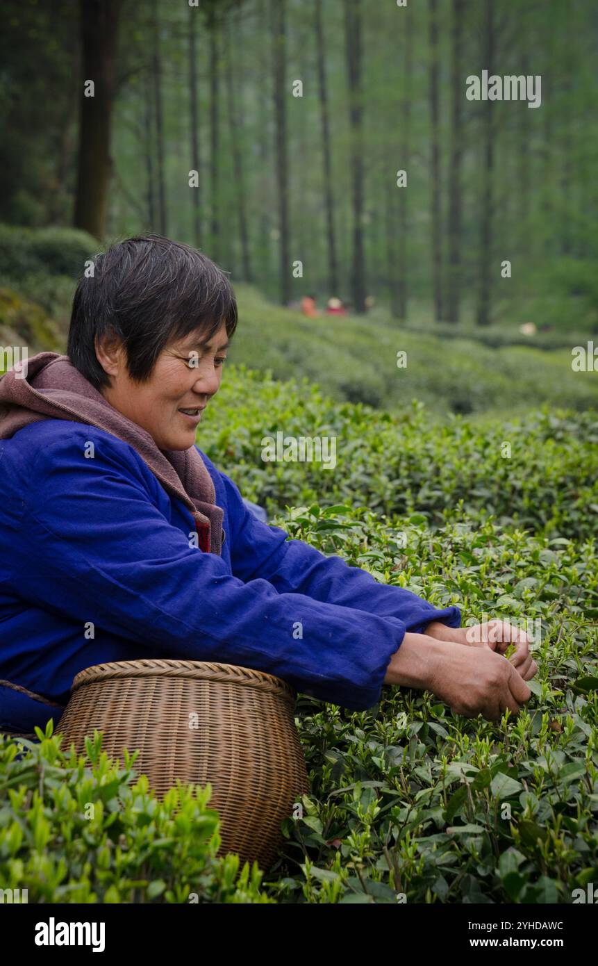 Dragon ben Green Tea Plantation vicino a Hangzhou, nella provincia di Zhejiang, Cina e Asia Foto Stock