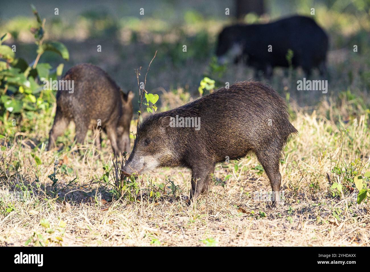 Peccary con barba bianca (Tayassu pecari) Pantanal Brasile Foto Stock