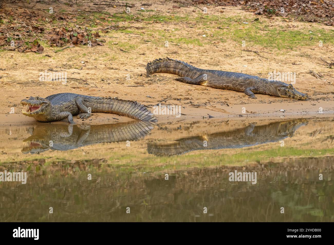 Caimano spettrale (Caiman Crocodilus yacara), coccodrillo (Alligatoridae), coccodrillo (Crocodylia), due animali, riflessione, Pantanal, entroterra, palude, U Foto Stock