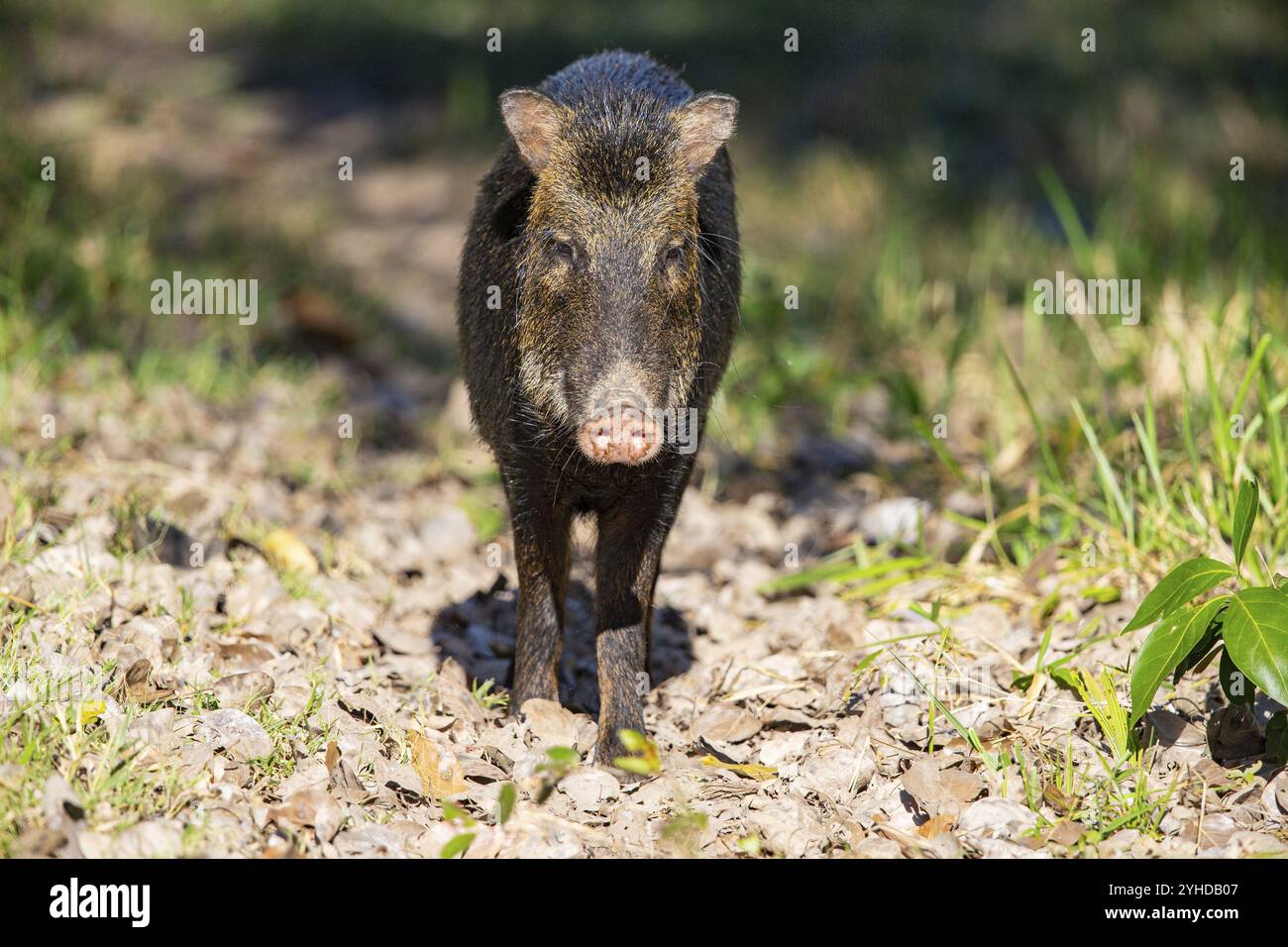 Peccary con barba bianca (Tayassu pecari) Pantanal Brasile Foto Stock