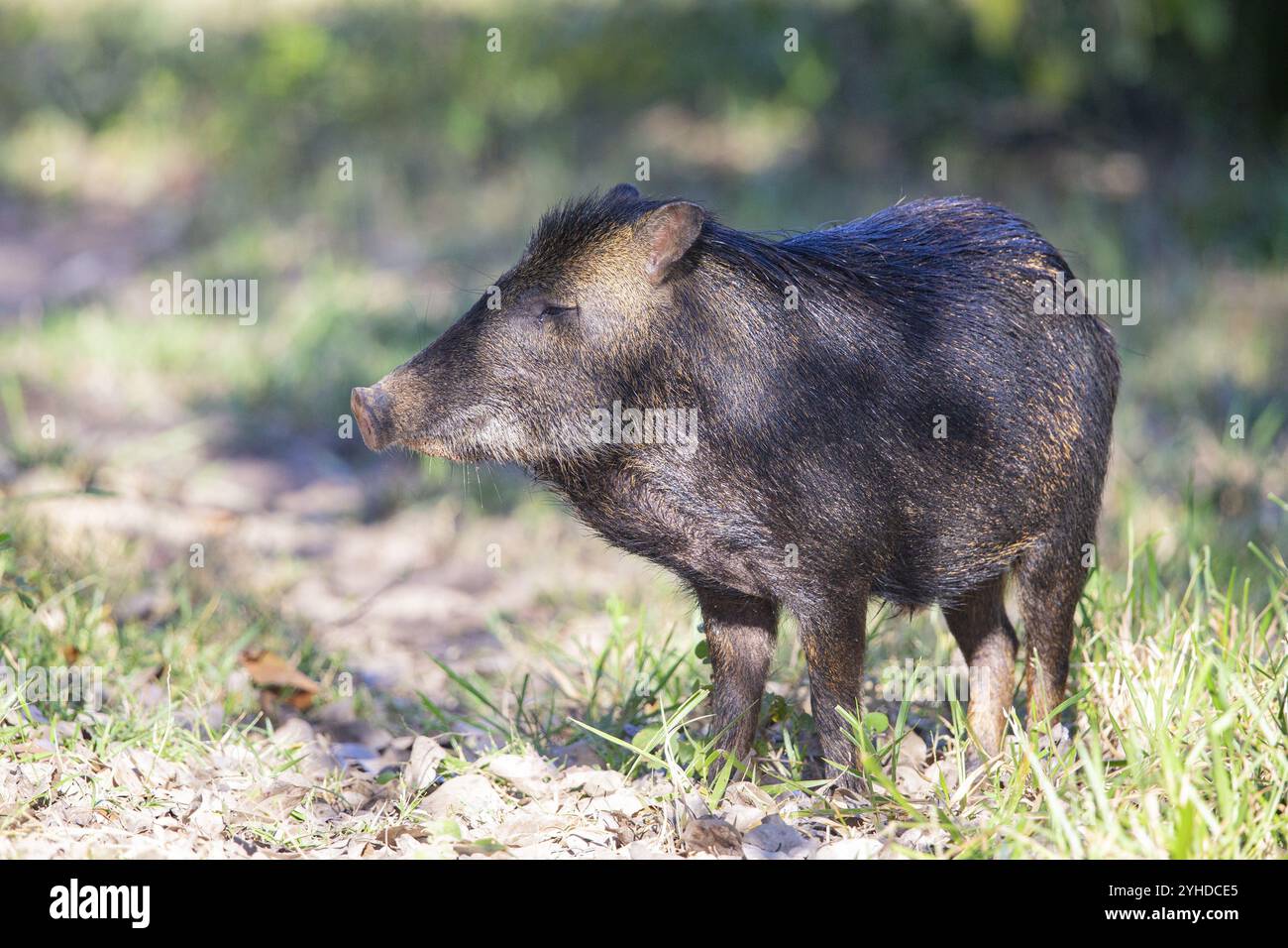 Peccary con barba bianca (Tayassu pecari) Pantanal Brasile Foto Stock