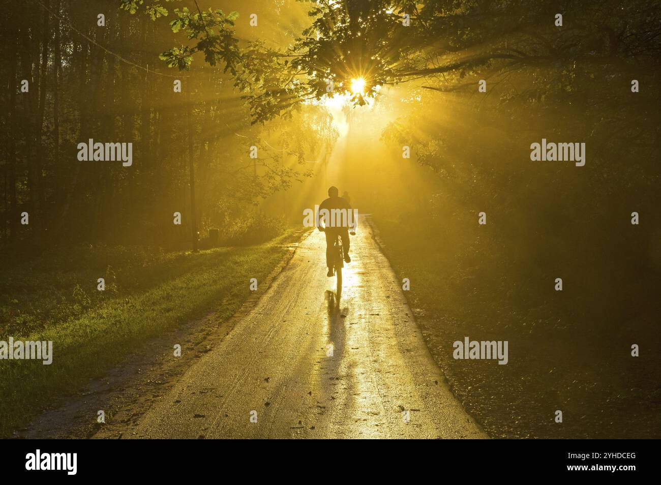 I raggi del sole si infrangono nella nebbia. In prima serata Foto Stock