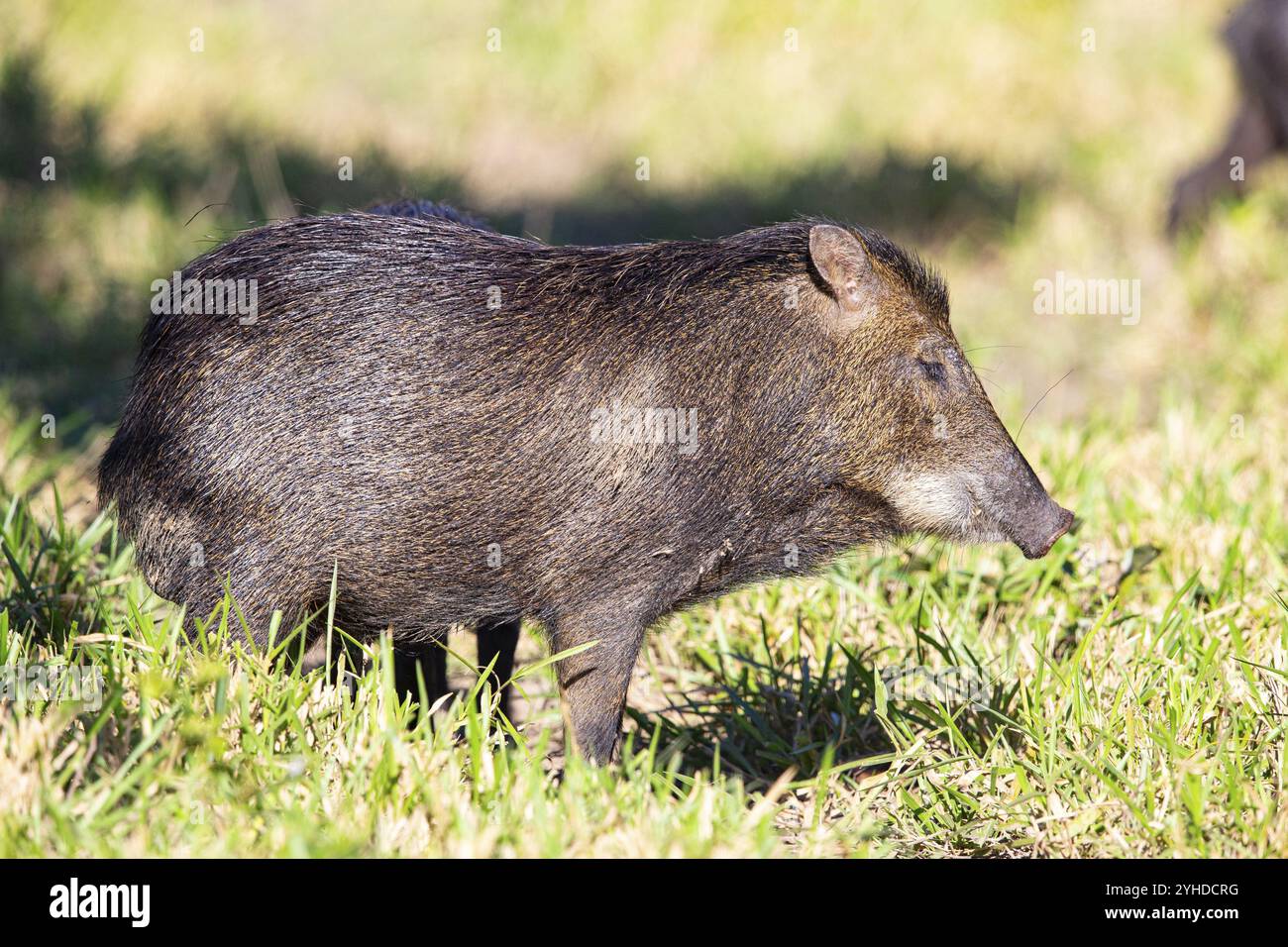 Peccary con barba bianca (Tayassu pecari) Pantanal Brasile Foto Stock