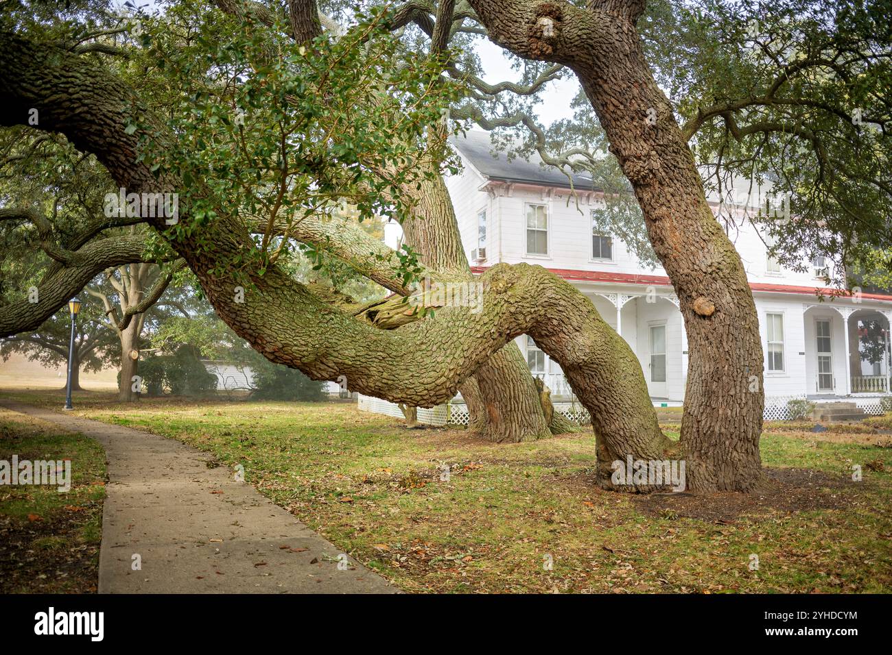 Live Oak Trees Fort Monroe National Monument Hampton Virginia // HAMPTON, Virginia - gli storici alberi di quercia dal vivo abbelliscono il quadrilatero principale del Fort Monroe National Monument. Questi esemplari secolari hanno assistito a generazioni di attività militari sul campo da parata che ombreggiano. Gli alberi costituiscono una parte essenziale del paesaggio storico del forte, offrendo bellezza e ombra all'interno dell'installazione militare. Foto Stock