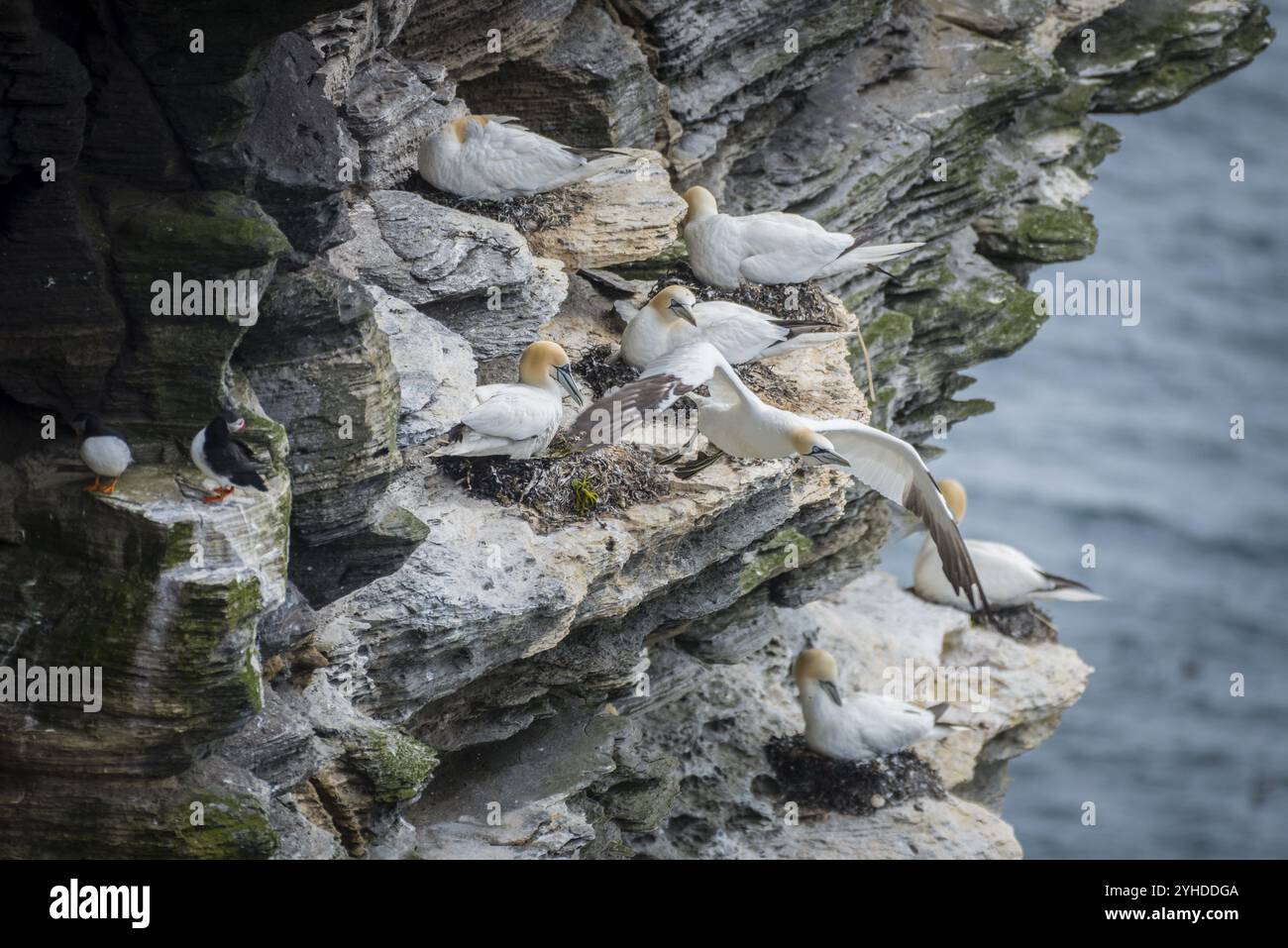 Un gannet (Morus bassanus) decolla da una colonia di riproduzione, Westray, Isole Orcadi, Scozia, Gran Bretagna Foto Stock