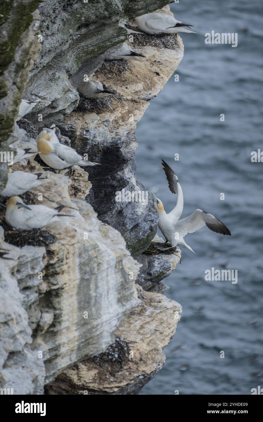 Un gannet (Morus bassanus) atterra in una colonia di riproduzione, Westray, Isole Orcadi, Scozia, Gran Bretagna Foto Stock