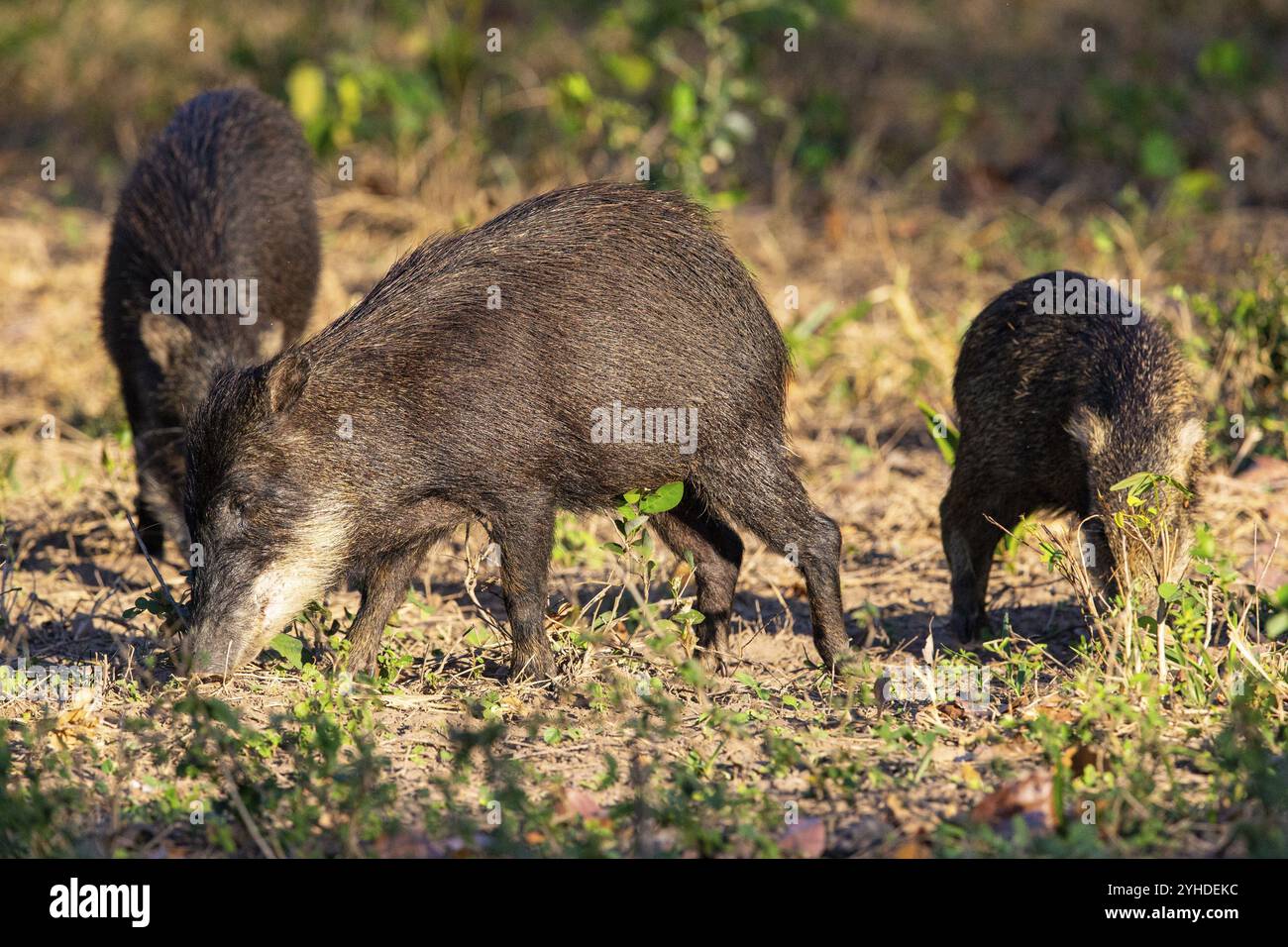 Peccary con barba bianca (Tayassu pecari) Pantanal Brasile Foto Stock