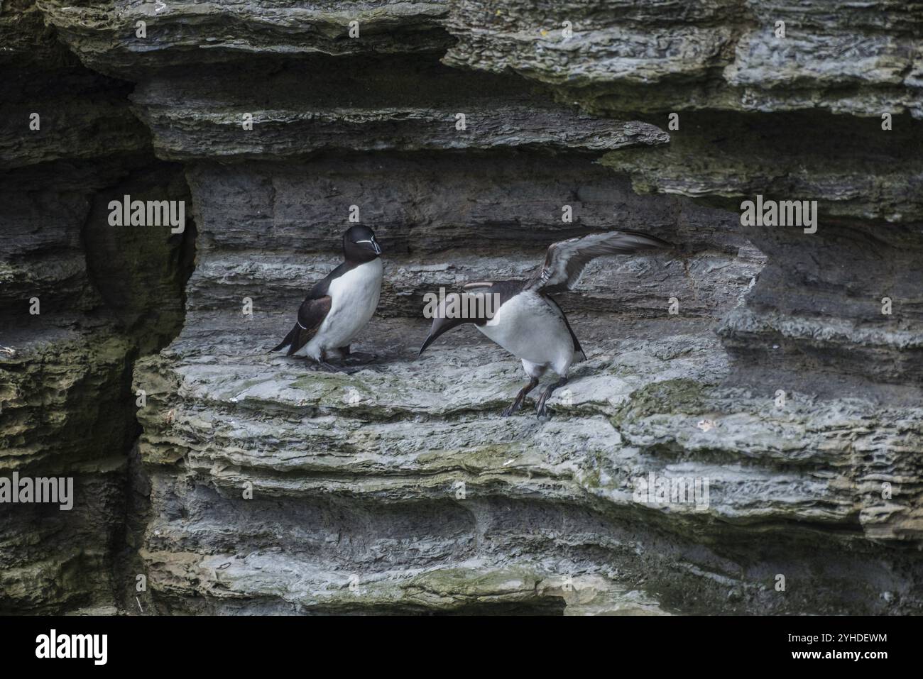 Guillemot (Uria aalge, destra) e Razorbill (Alca torda, sinistra) su una roccia, Westray, Isole Orcadi, Scozia, Gran Bretagna Foto Stock