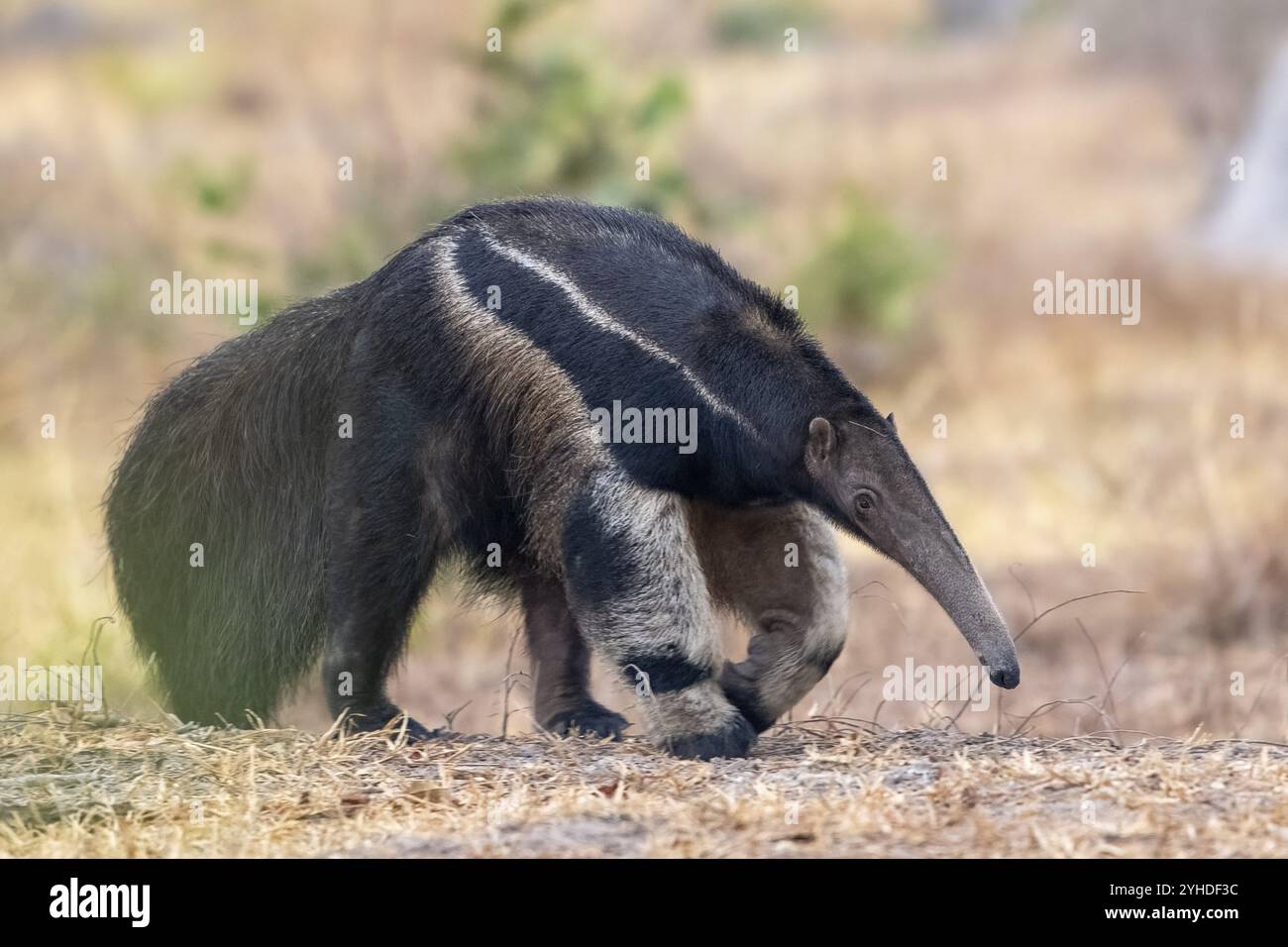 Formichiere gigante (Myrmecophaga tridactyla), al crepuscolo, di fronte all'alba, Pantanal, entroterra, zona umida, riserva della biosfera dell'UNESCO, sito Patrimonio dell'Umanità, wetl Foto Stock