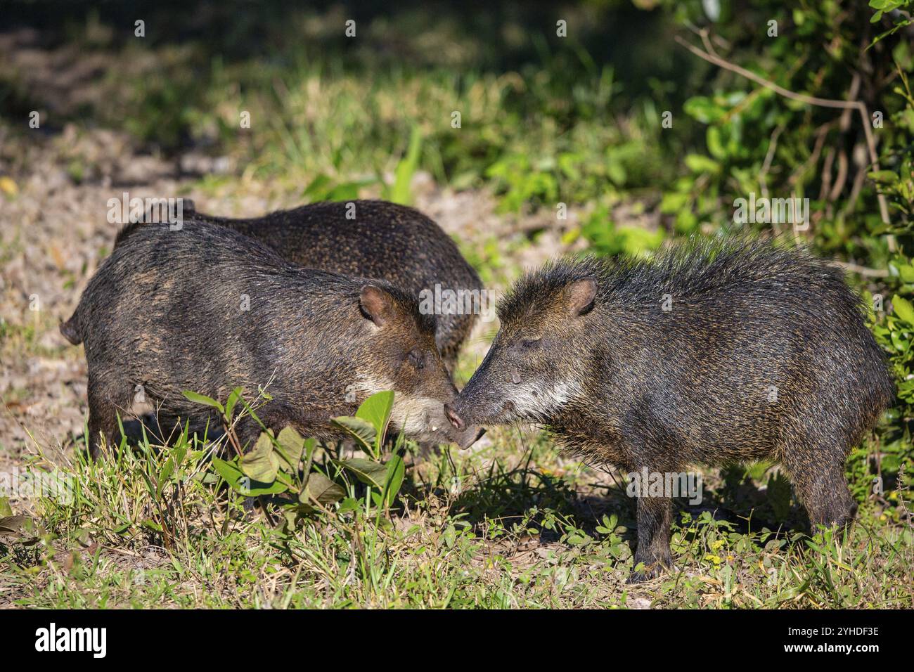 Peccary con barba bianca (Tayassu pecari) Pantanal Brasile Foto Stock