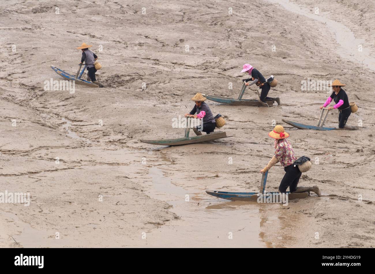 Pesca nel fango vicino a Wenzhou, provincia di Zhejiang, Cina Foto Stock