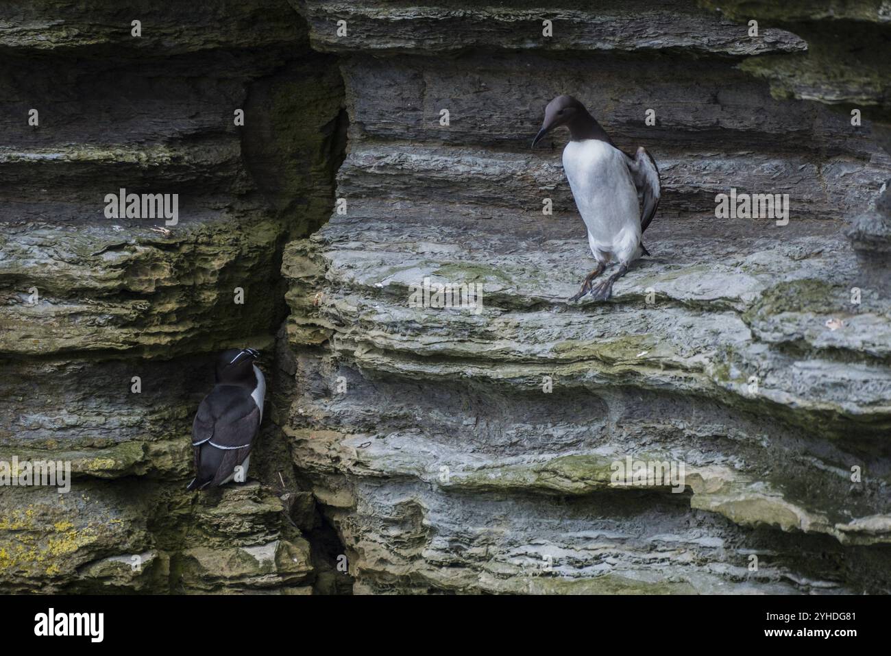 Guillemot (Uria aalge, destra) e Razorbill (Alca torda, sinistra) su una roccia, Westray, Isole Orcadi, Scozia, Gran Bretagna Foto Stock
