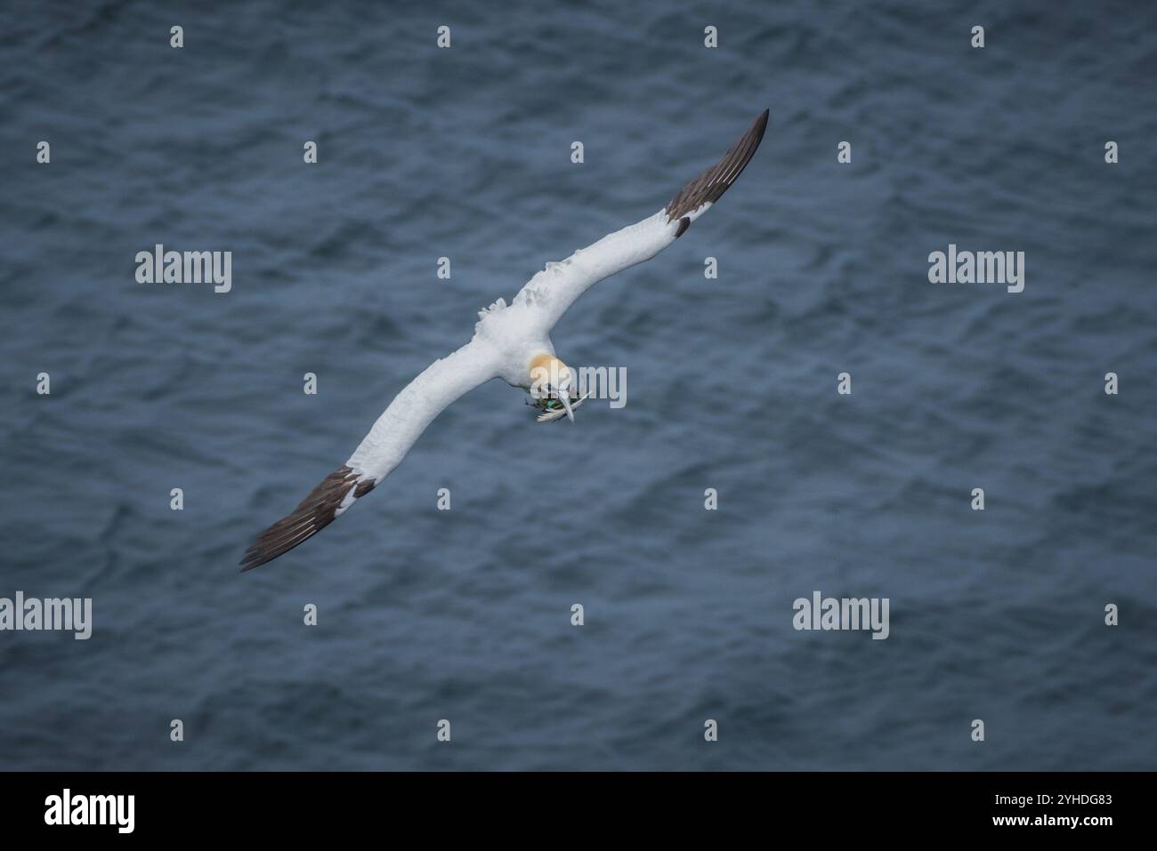 Gannet settentrionale (Morus bassanus) in volo con materiale di nidificazione, Westray, Isole Orcadi, Scozia, Gran Bretagna Foto Stock