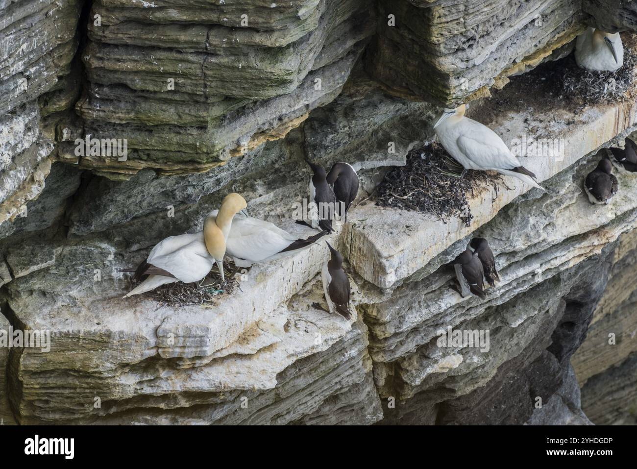 Gannet settentrionale (Morus bassanus) in una colonia riproduttiva, Westray, Isole Orcadi, Scozia, Gran Bretagna Foto Stock