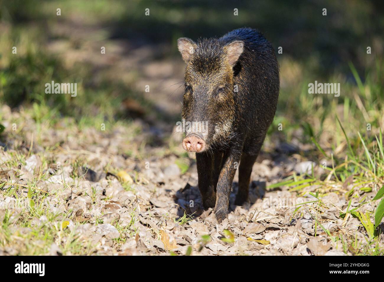 Peccary con barba bianca (Tayassu pecari) Pantanal Brasile Foto Stock