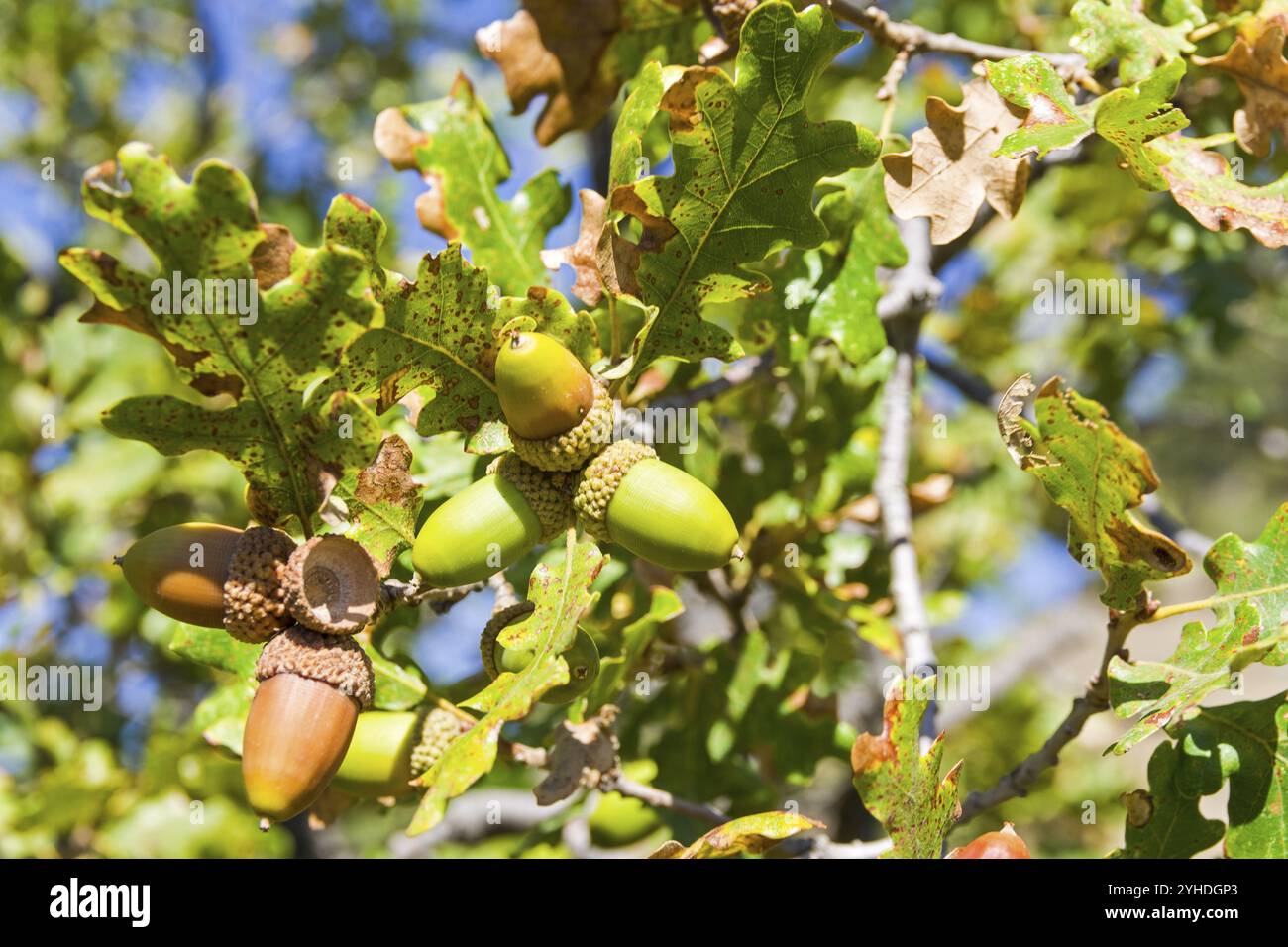 Ghiande mature sulla quercia. Foresta nelle montagne della Crimea Foto Stock