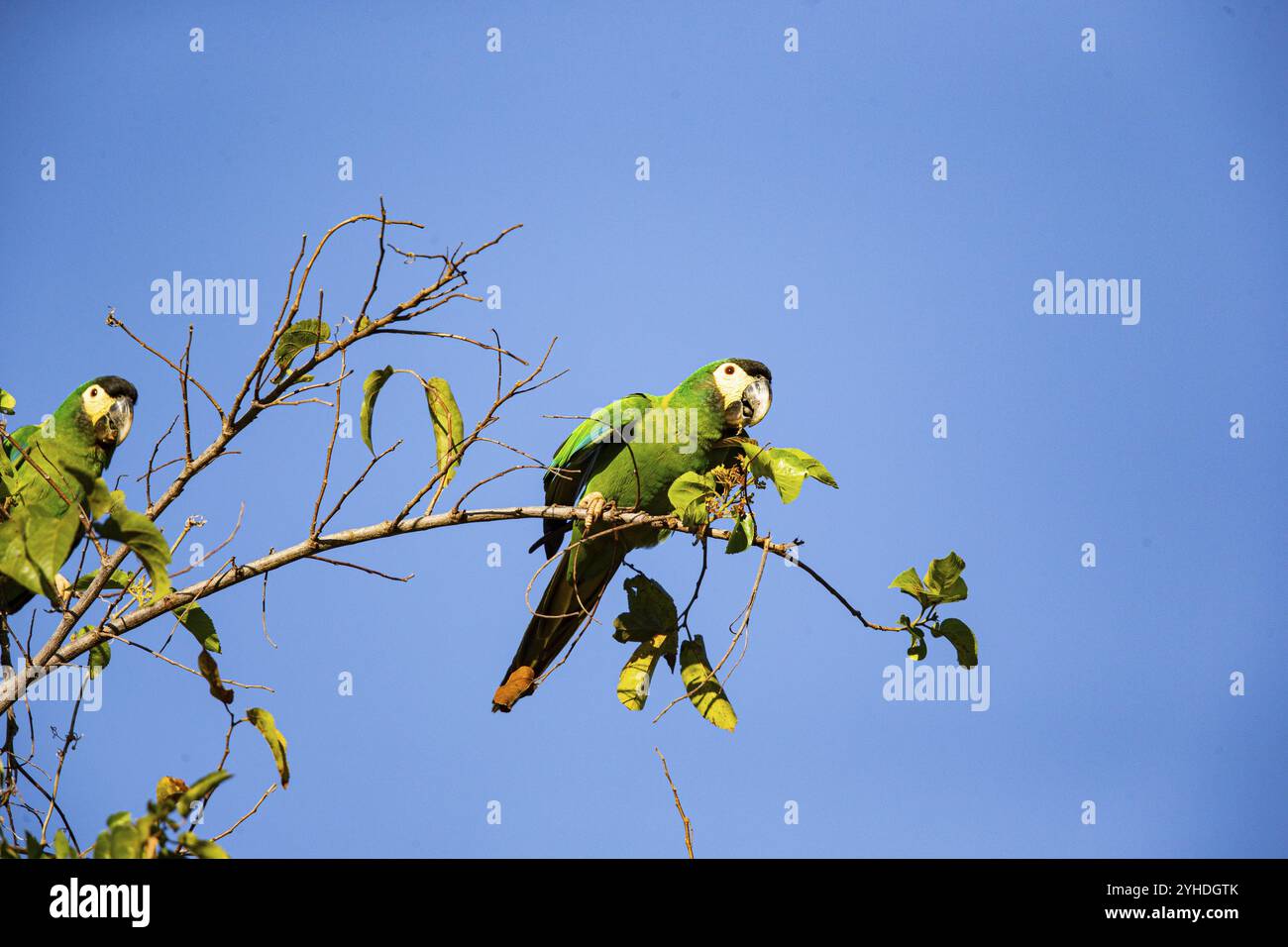 Macaw con colletto (Primolius auricollis) Pantanal Brasile Foto Stock