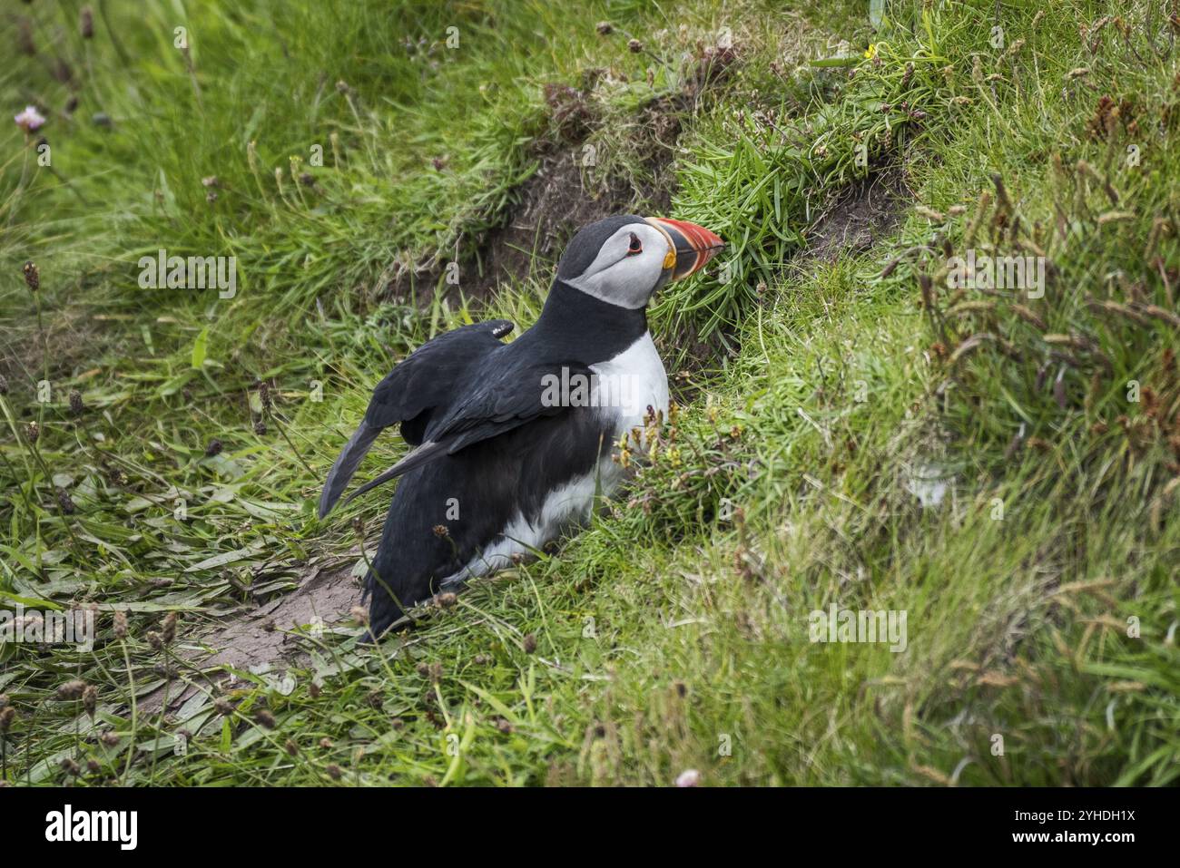 Puffin (Fratercula arctica), Westray, Isole Orcadi, Scozia, Gran Bretagna Foto Stock