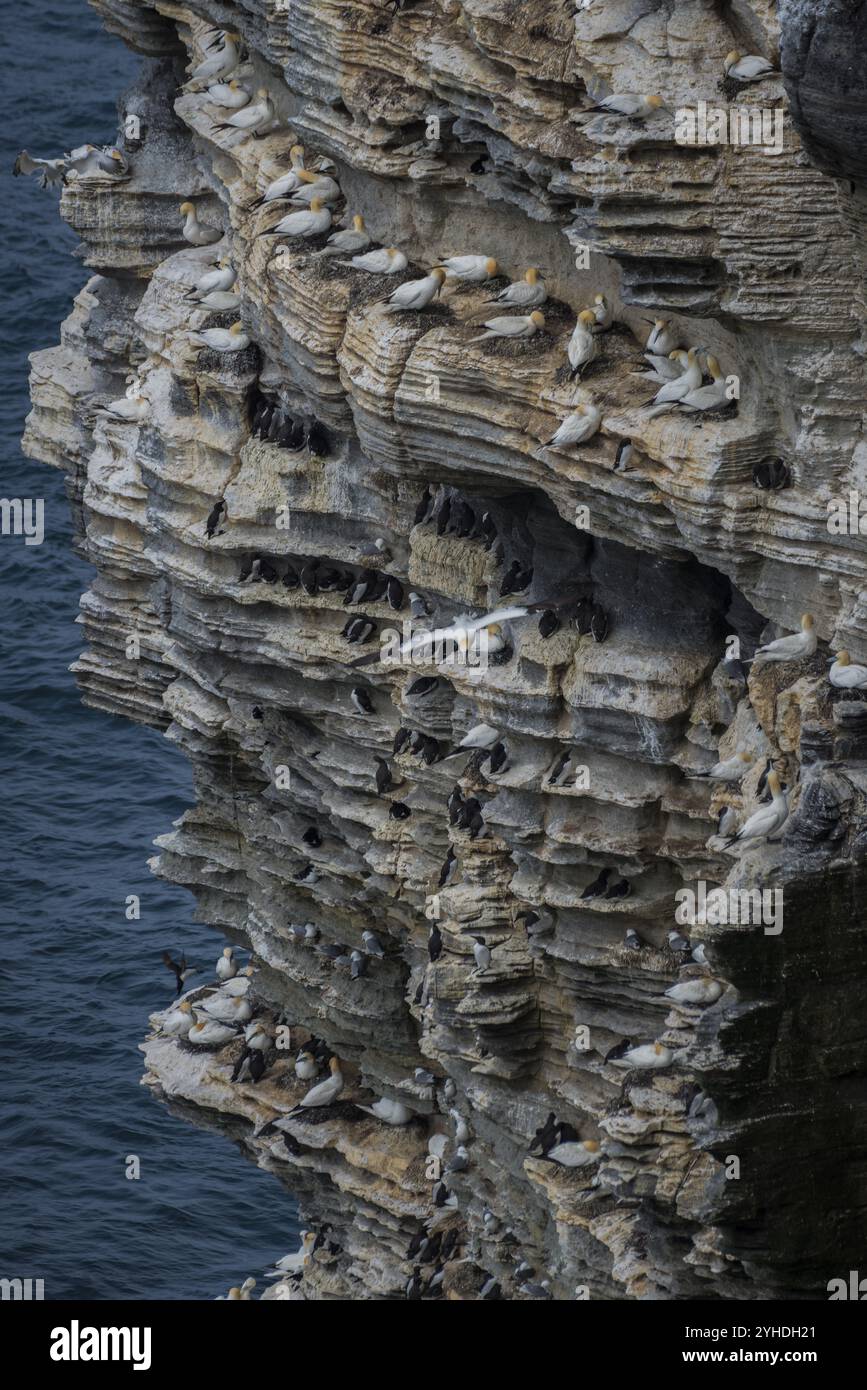 Gannet settentrionale (Morus bassanus) in una colonia riproduttiva, Westray, Isole Orcadi, Scozia, Gran Bretagna Foto Stock